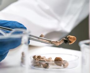 A petri diish containing small mushroom samples and a gloved hand using metal tweezers to examine several pieces